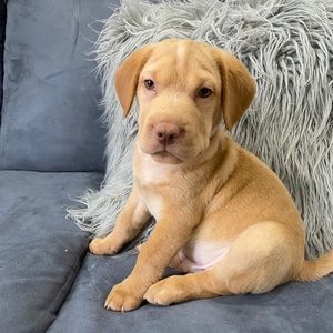 Meet your Posher, Carla